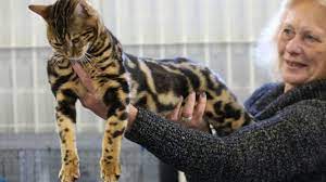 Receive our daily newsletter featuring exclusive luxury news, deals on exotic cars & so much more! Hot News Bengal Cats For Sale In Ohio Youtube