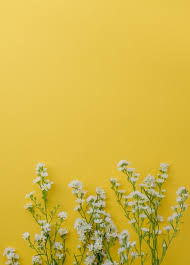 Cute Little White Cutter Flowers On Yellow Background With Space In 2020 Yellow Background Yellow Aesthetic Pastel Flower Aesthetic