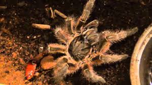 Find great designs on soft cotton short sleeve and long sleeve baby bodysuits in a variety of colors. How A Mother Tarantula Feeds Her Babies Youtube