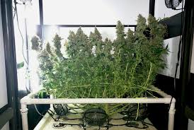 1.4 superstar hps soil grow box; Best Grow Cabinet And Stealth Grow Boxes Drcannabis