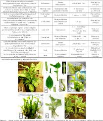 In Vitro Micropropagation Of The Ornamental Plant Dieffenbachia A Review Semantic Scholar