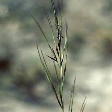 Image result for Aristida stipoides