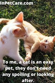 To Me A Cat Is An Easy Pet They Don T Need Any Spoiling Or Looking After Cat Mom Kitten Care Newborn Kittens