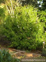 Image result for Gardenia cornuta