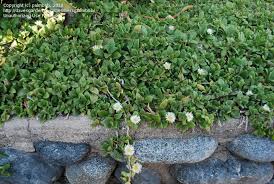 Image result for Delosperma tradescantioides