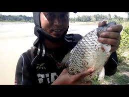 Hasil gambar untuk ikan tawes