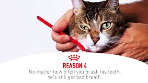 Royal canin veterinary diet feline renal support s dry cat food. Cat Food To Support Renal Issues Royal Canin