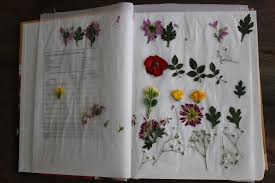 Try devon pressed flowers (01626 367364). Diy Pressed Flower Card 7 Steps With Pictures Instructables