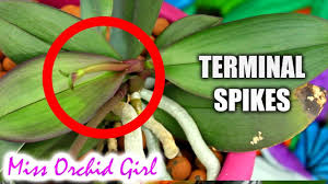 Make sure you have stakes on hand to hold up your new spike. Phalaenopsis Orchid With Central Flower Spike Terminal Spikes What Are They What To Do Youtube
