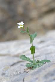 Image result for Arabis alpina