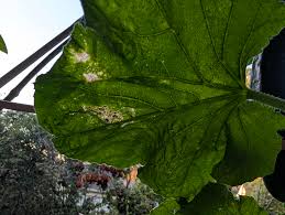 Image result for thrips damage on cucumber