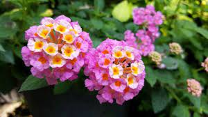 10 Perfect Florida Perennials In 2020 Florida Flowers Florida Plants Perennials