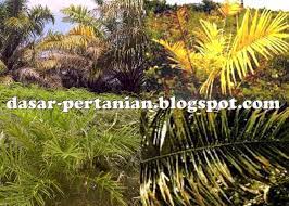 We did not find results for: Faktor Penyebab Daun Sawit Menguning Dan Cara Mengatasinya Rumah Petani