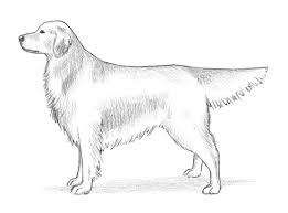 See more ideas about labrador silhouette, labrador, dog silhouette. Akc Standards For The Golden Retriever Dummies