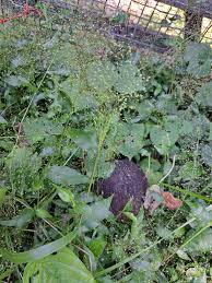 Image result for Panicum brevifolium