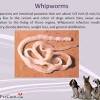 Nov 26, 2007 · deworming is a must , every 6 months, you can use vermox the adults come in a 3 day dose and for the kids a suspension is given 20ml once. 1
