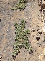 Image result for Aizoon virgatum