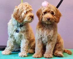 It lessens the number of towels needed and does the bulk of the work. Grooming Guidelines For Your Australian Labradoodle