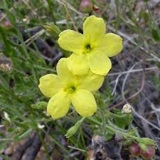 Image result for Menodora heterophylla