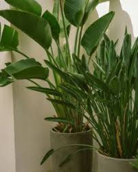 Image result for Strelitzia caudata
