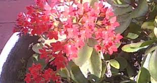 The Wonder Of The World Plant Kalanchoe Pinnata Wonders Of The World Plants Cool Plants