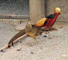 Red Golden Pheasant Juveniles Meyer Hatchery Red Golden Pheasant Golden Pheasant Pheasant