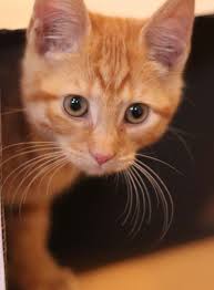 Female orange tabby cats aren't uncommon; Orange Tabby Cat Fascinating Facts About Orange Cats