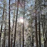 Forest Bathing (Shinrin Yoku)