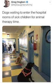 49 Of Today S Freshest Pics And Memes Perros Animales Bonitos Ninos Enfermos