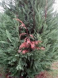 Another damaging disease on leyland cypress in georgia landscapes is a canker and dieback diseases of trees and shrubs. Seiridium Cankers On Leyland Cypress