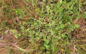 Image result for Indigofera eylesiana