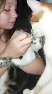 This is my 3 boys , black bombay cat remi 4 years , dobby ginger and white  age 2 bengal and siamese mix and his son mowgoli 10 months , they bring so  much joy to our lifes #shareyourpets