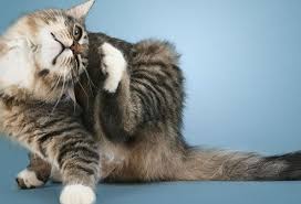 Check spelling or type a new query. Pet Health Pictures Slideshow Skin Problems In Cats On Medicinenet Com