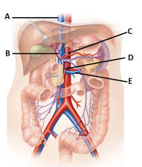 Capillaries are the smallest blood vessels where molecules move between blood and interstitial fluid of the tissues. A P 2 Chapter 18 Blood Vessels Practice Flashcards Quizlet