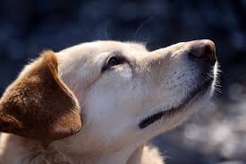 E' l'insieme delle tecniche che servono per ridurre la trasmissione delle onde sonore da un ambiente all'altro grazie all'utilizzo di materiali ad alte prestazioni. Solidao Quando O Cachorro Fica Doente De Saudade Club Pet Rj