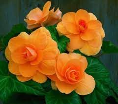 Pin On The Language Of Flowers