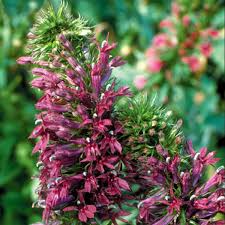 Image result for Lobelia fervens