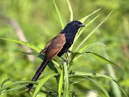 Download lagu suara burung perkutut betina mp3. Populasi Burung Bubut Jawa Yang Sudah Mulai Terancam Kepunahannya Burung Jalak