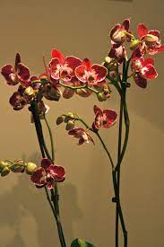Phalaenopsis Lamberdebie S Blog With Regard To Do Orchids Need Sun Do Orchids Need Sun Amenagement Lego Com Orchids Orchid Plants Vanda Orchids