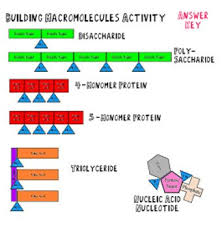 Building Macromolecules Lab Activity Notes And Review Questions Macromolecules Lab Activities Life Science Middle School