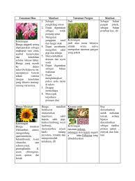 We did not find results for: Tanaman Hias