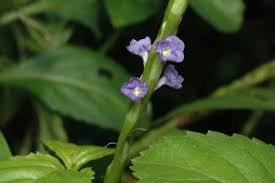 Image result for Stachytarpheta indica