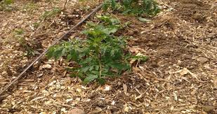 Comment arroser les tomates ? Culture Des Tomates En Permaculture