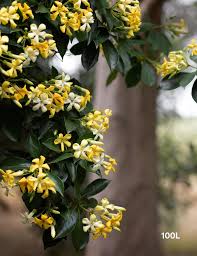 Image result for Hymenosporum flavum