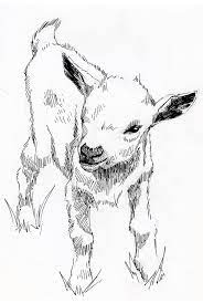 Pen Sketch Illustration Lamb Art By Jonathon B Baker Goat Art Sheep Drawing Ink Pen Drawings