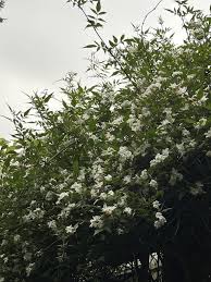 Image result for Jasminum pauciflorum