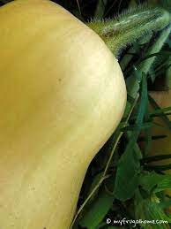 If there are any green spots, it's definitely not ready to cook. When To Pick Butternut Squash
