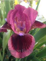 Product Details Iris Flowers Iris Garden Beautiful Flowers