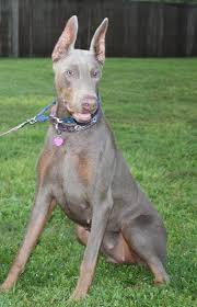 56 lbs, well socialized, knows basic commands, house broken, ears cropped, up to date on shots, micro chipped, loves everything/ everyone, swims likes water, rides good in auto. Warlock Doberman Pinscher Breed Akc Registered Doberman Pinscher Custom Dog Dog Chain Handmade Dog Collars
