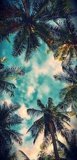 Bel Air Palms Hd Nature Wallpapers Landscape Wallpaper Nature Photography